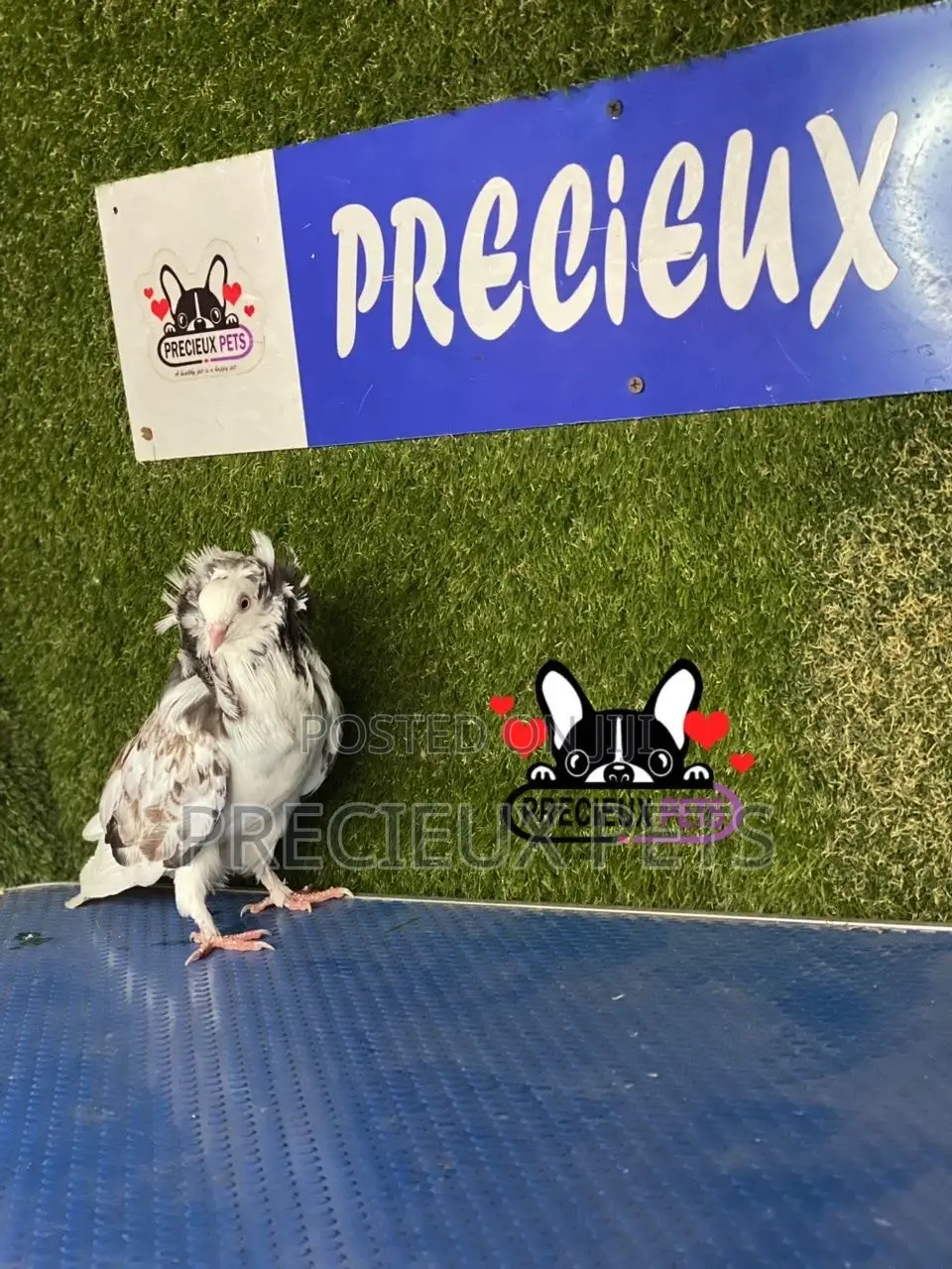 1 Pair of Jacobins Pigeons #0002
