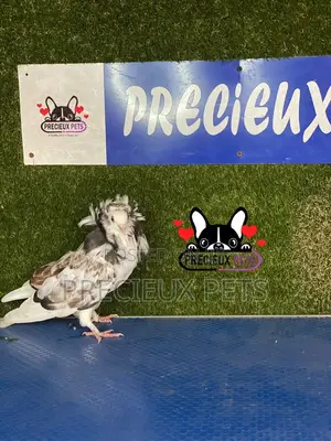 1 Pair of Jacobins Pigeons #0002