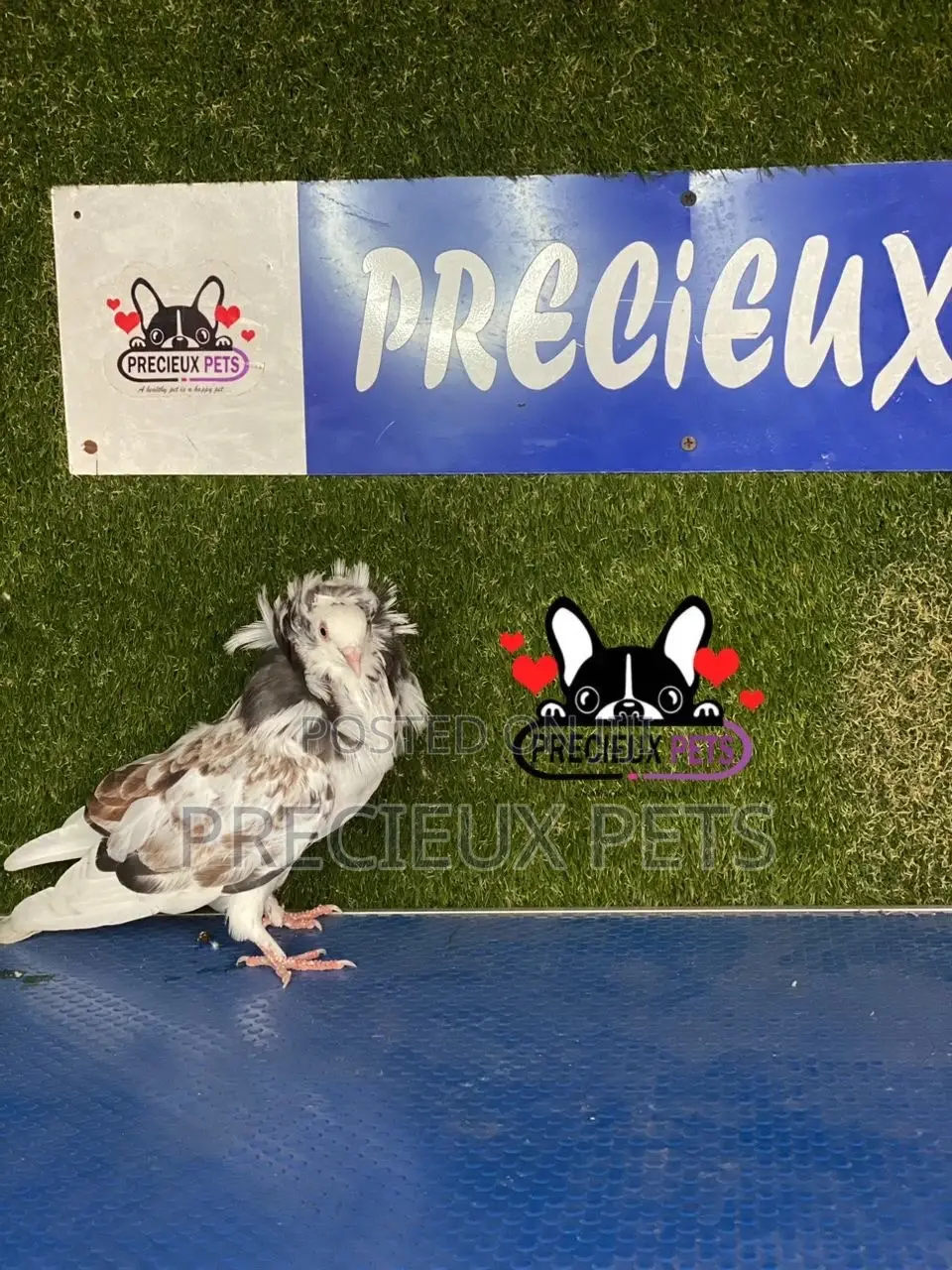 1 Pair of Jacobins Pigeons #0002