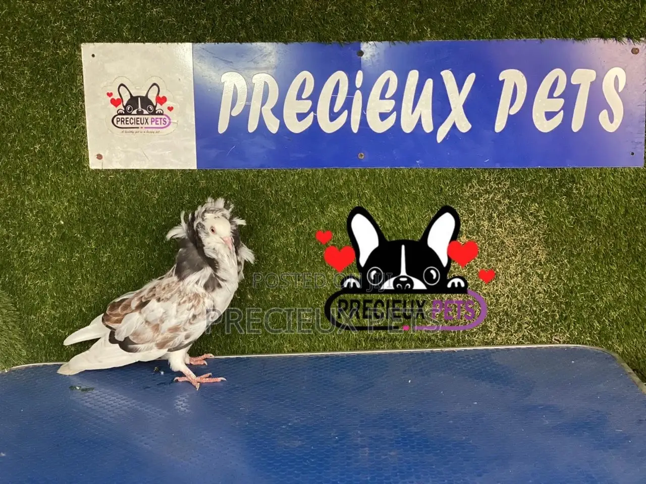 1 Pair of Jacobins Pigeons #0002