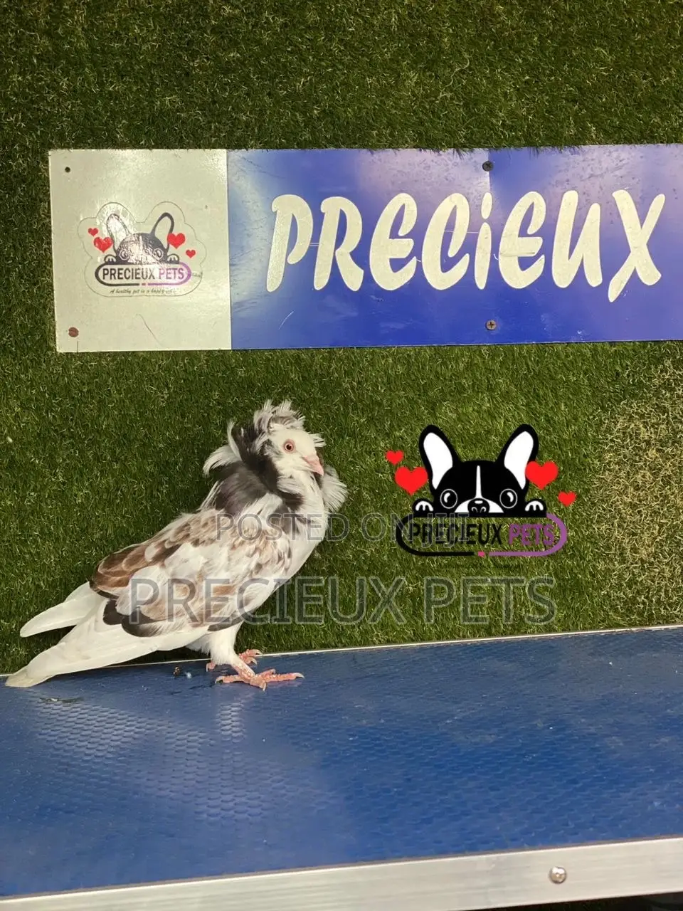 1 Pair of Jacobins Pigeons #0002