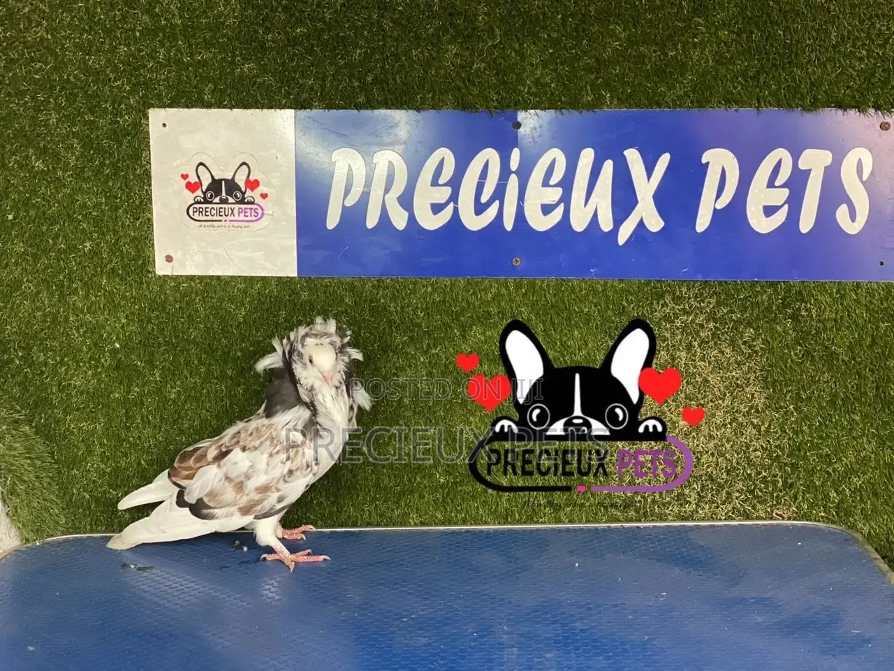 1 Pair of Jacobins Pigeons #0002