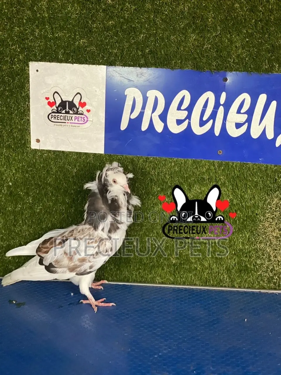1 Pair of Jacobins Pigeons #0002