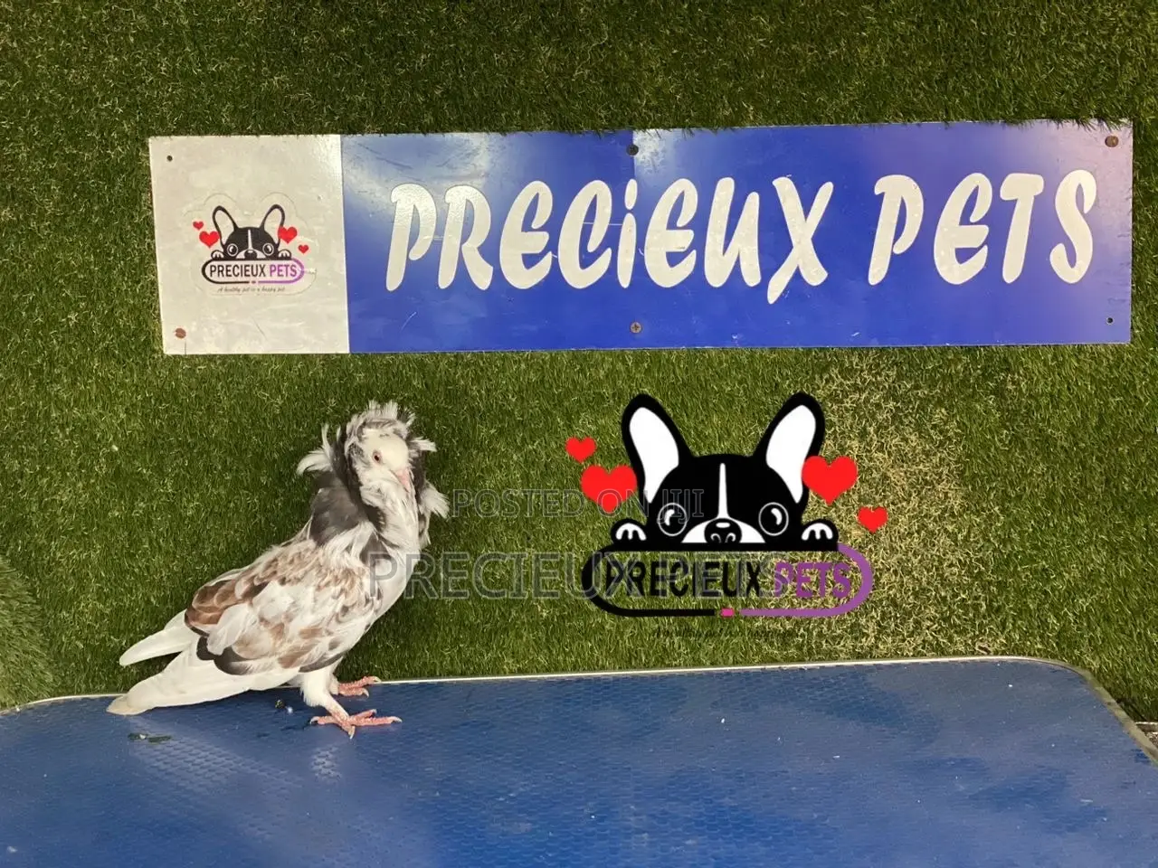 1 Pair of Jacobins Pigeons #0002