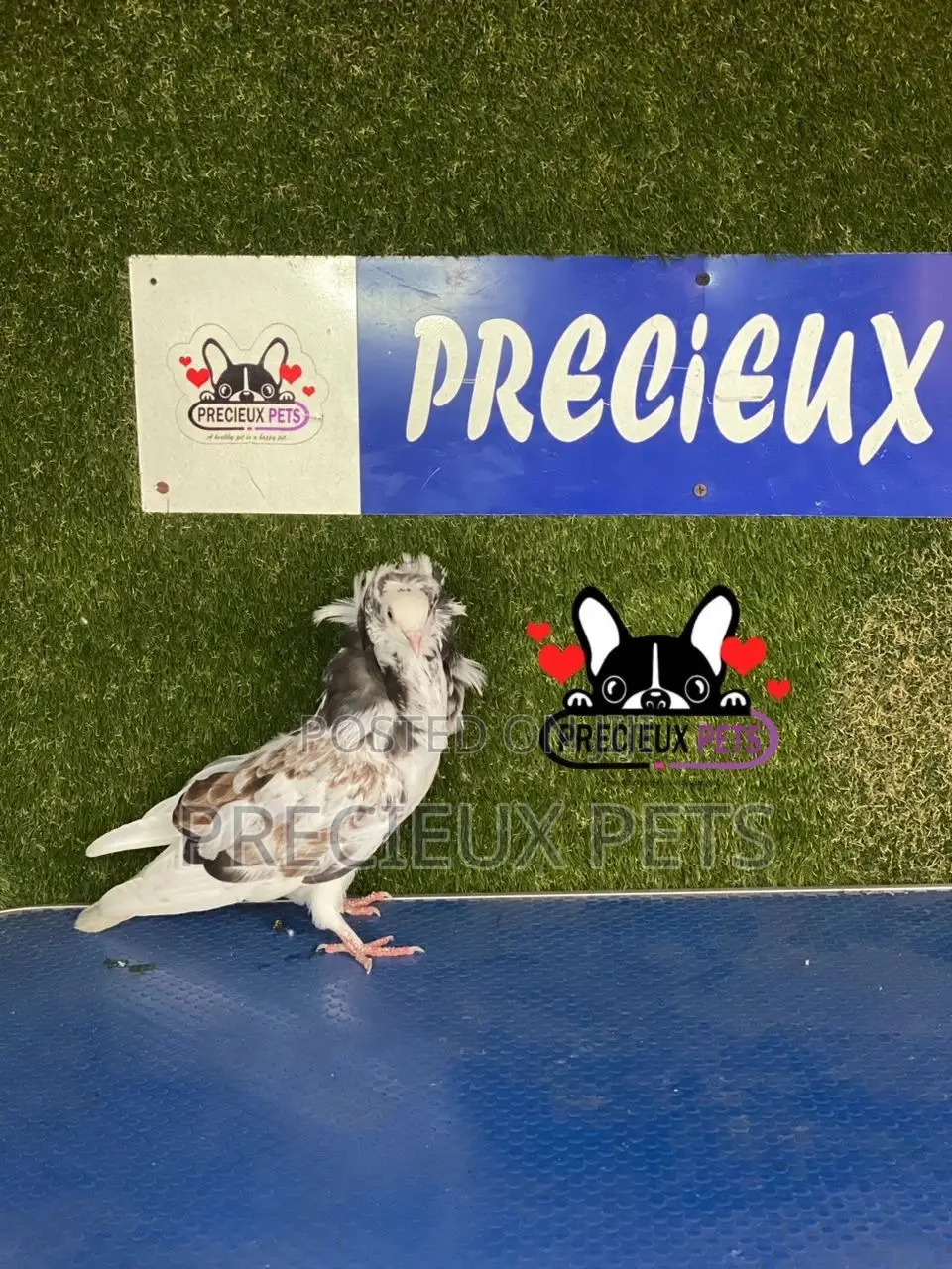 1 Pair of Jacobins Pigeons #0002