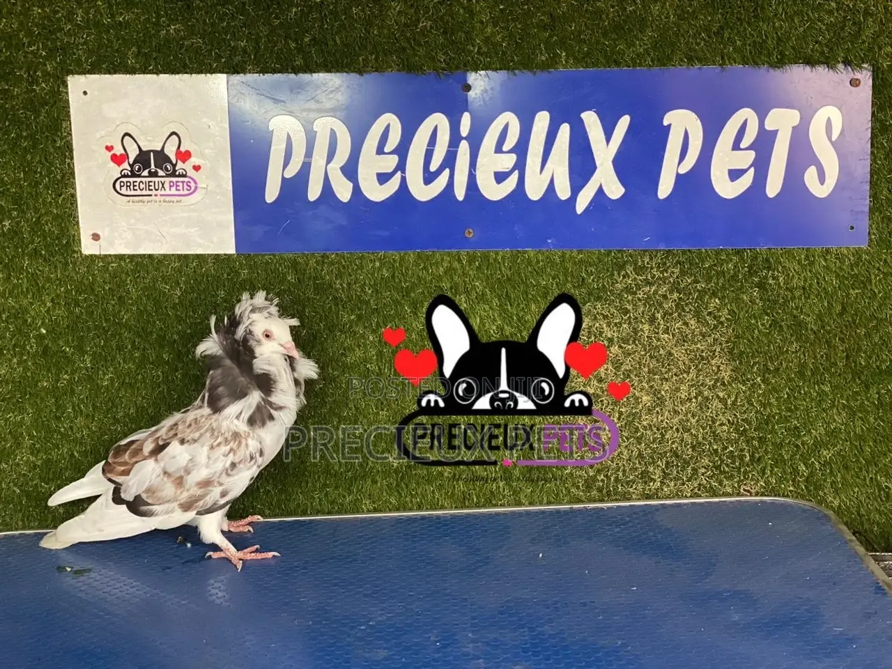 1 Pair of Jacobins Pigeons #0002