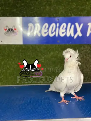 1 Pair of Jacobins Pigeons #0003