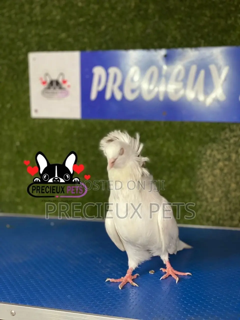 1 Pair of Jacobins Pigeons #0003