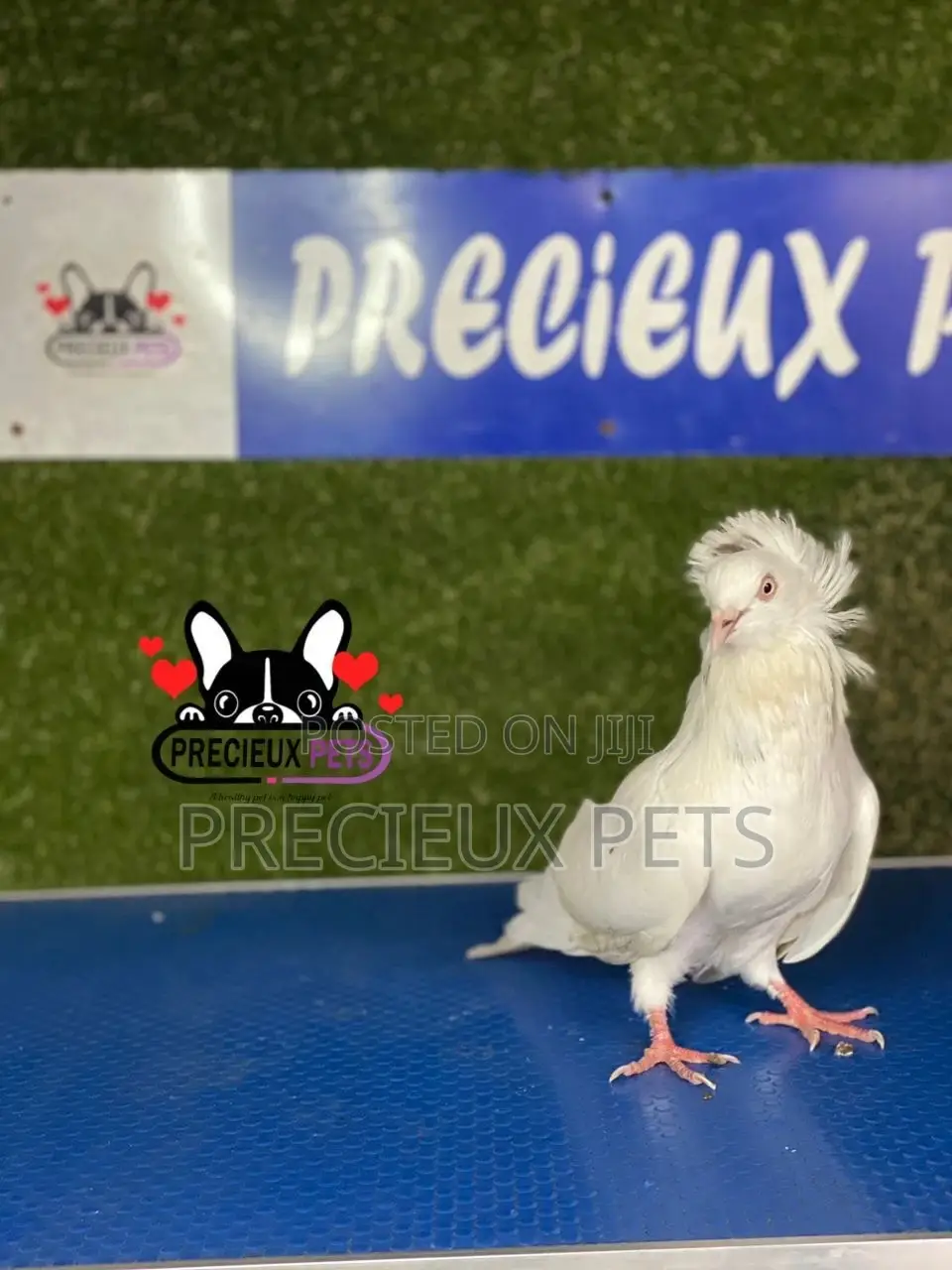 1 Pair of Jacobins Pigeons #0003