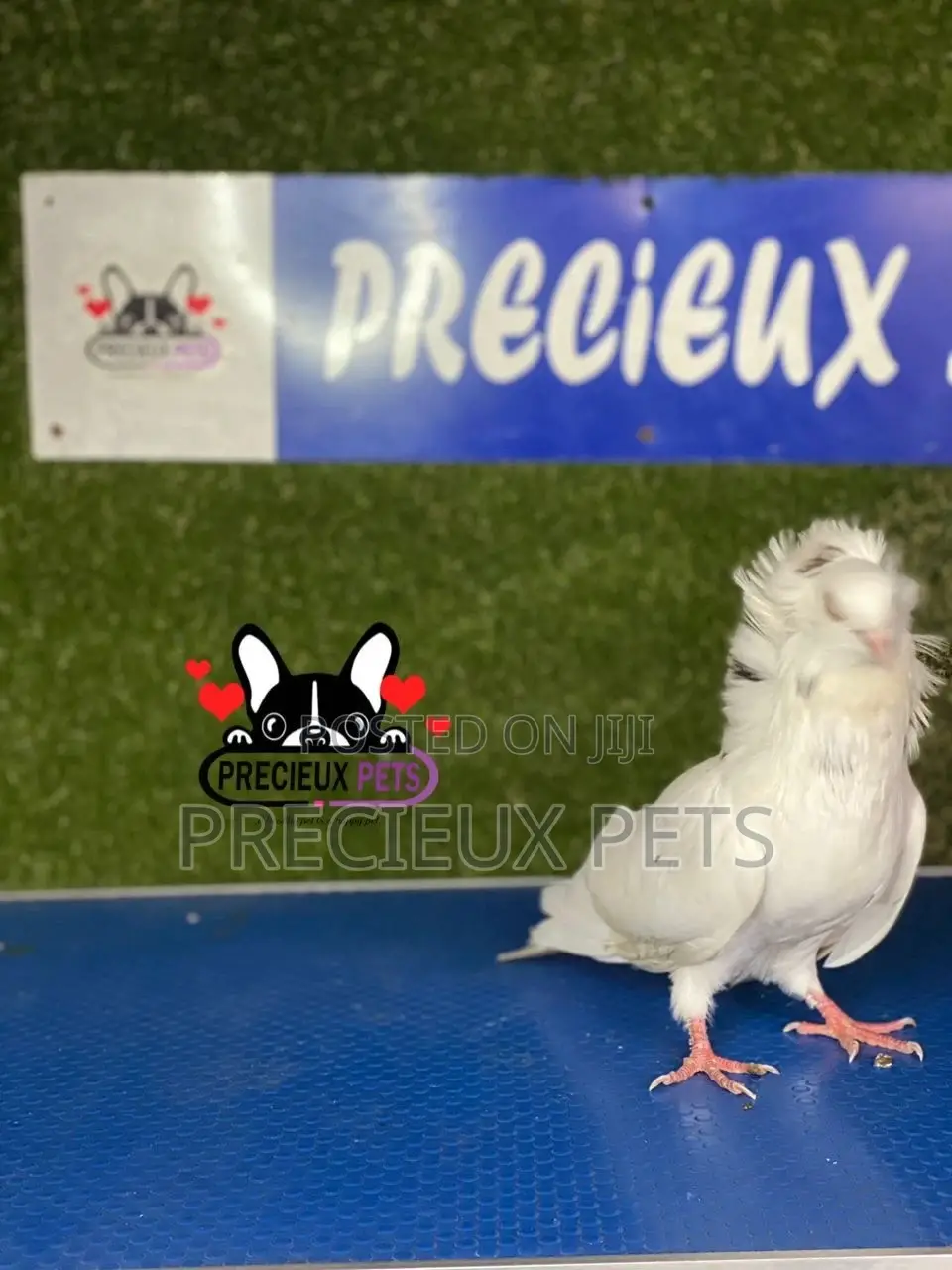 1 Pair of Jacobins Pigeons #0003
