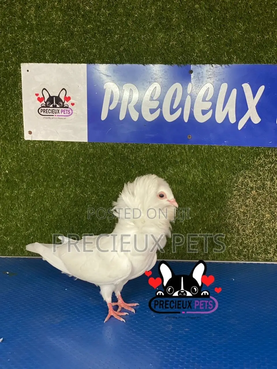 1 Pair of Jacobins Pigeons #0003