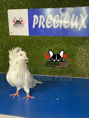 1 Pair of Jacobins Pigeons #0003