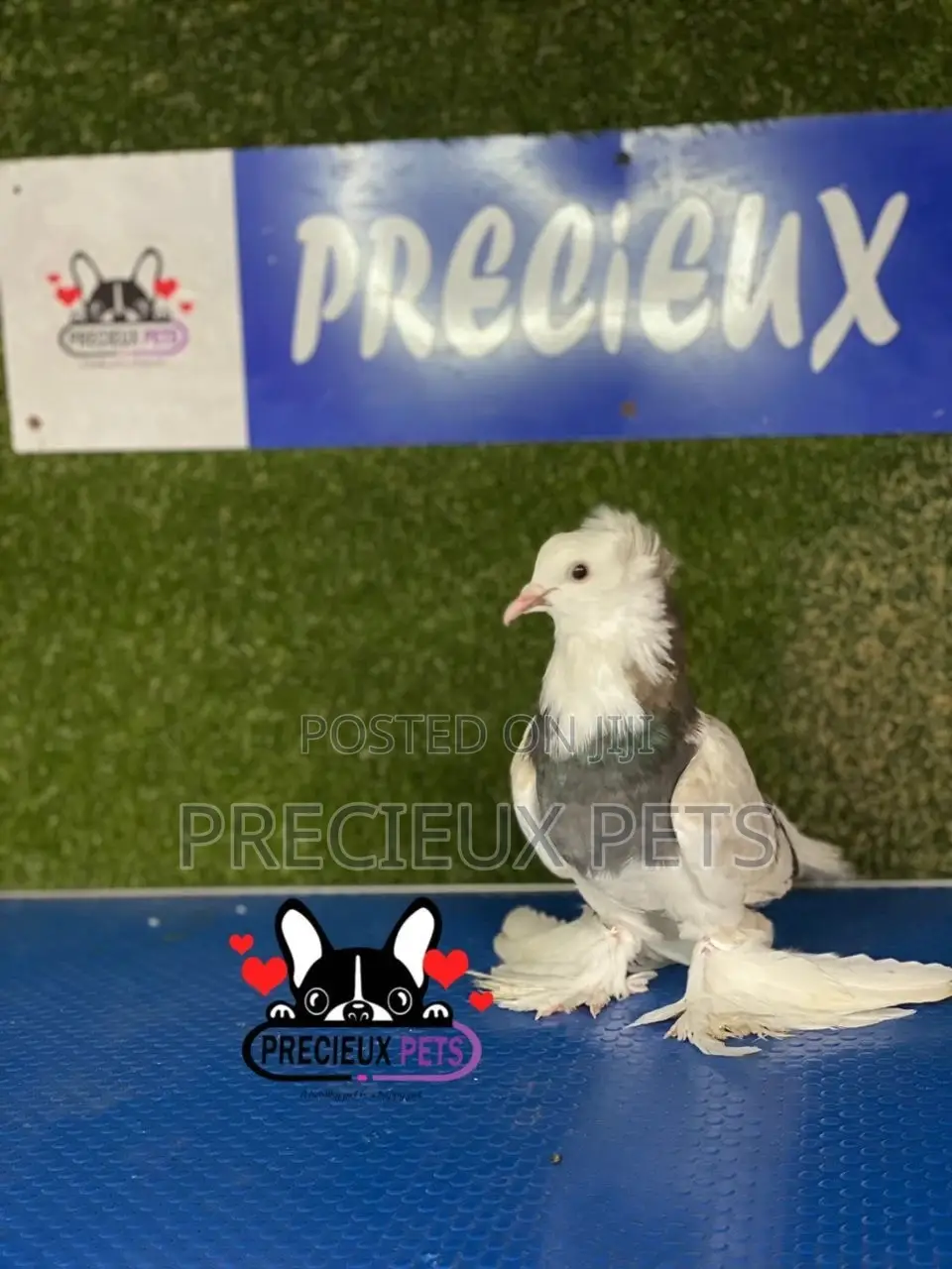 Gaint Hungarian House Pigeons