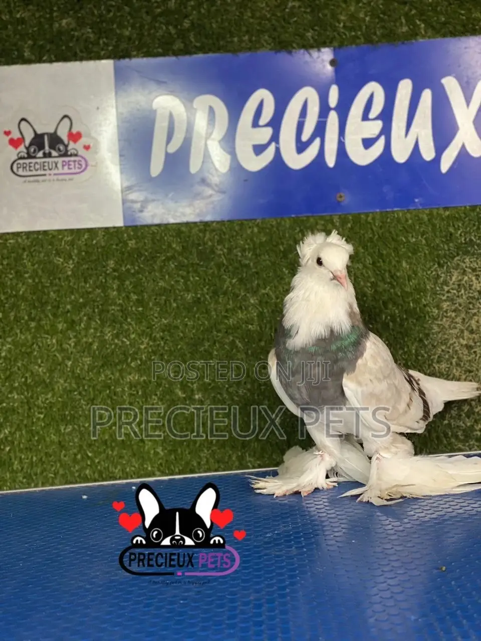 Gaint Hungarian House Pigeons
