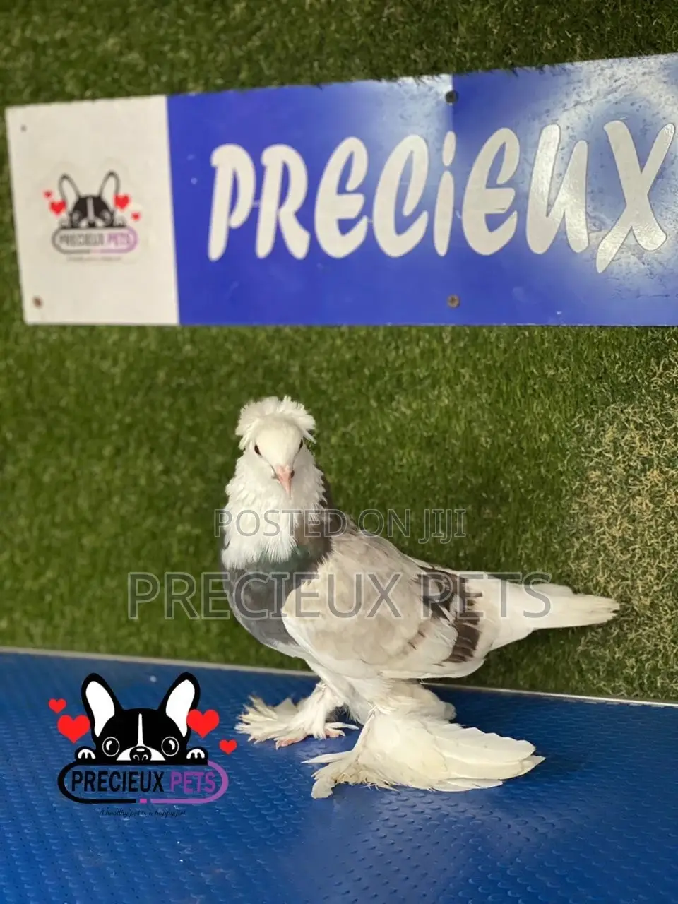 Gaint Hungarian House Pigeons
