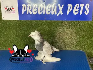 Gaint Hungarian House Pigeons