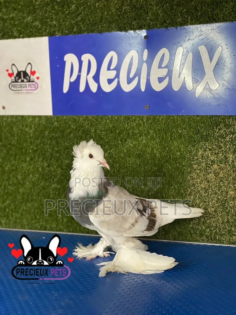 Gaint Hungarian House Pigeons