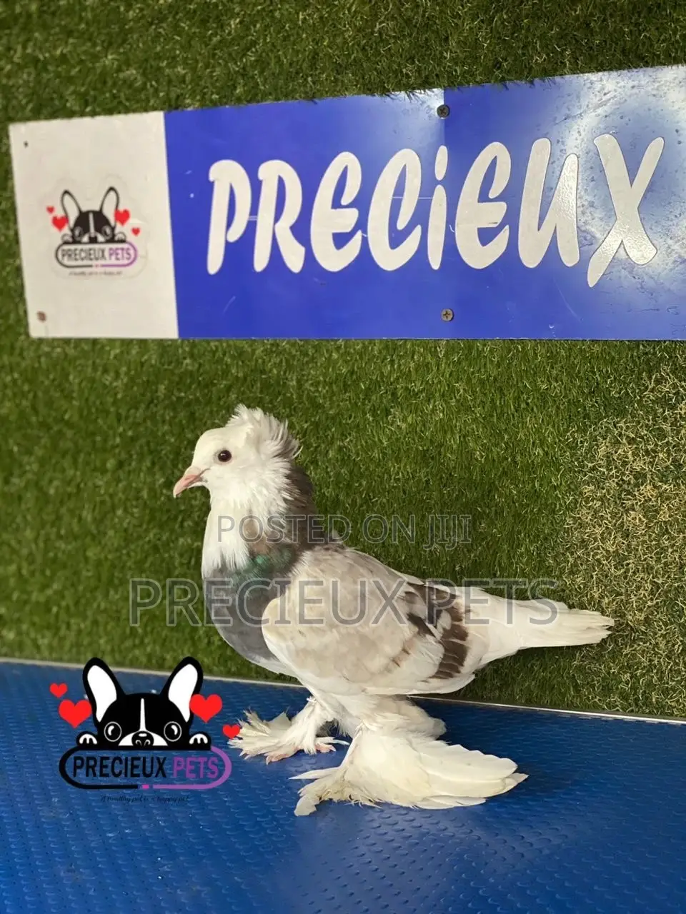 Gaint Hungarian House Pigeons