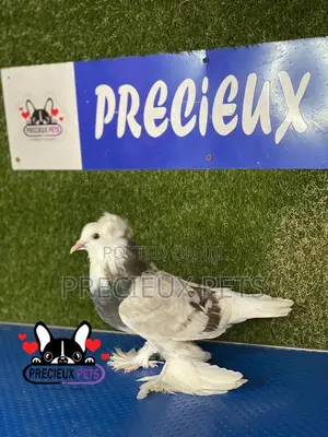Gaint Hungarian House Pigeons