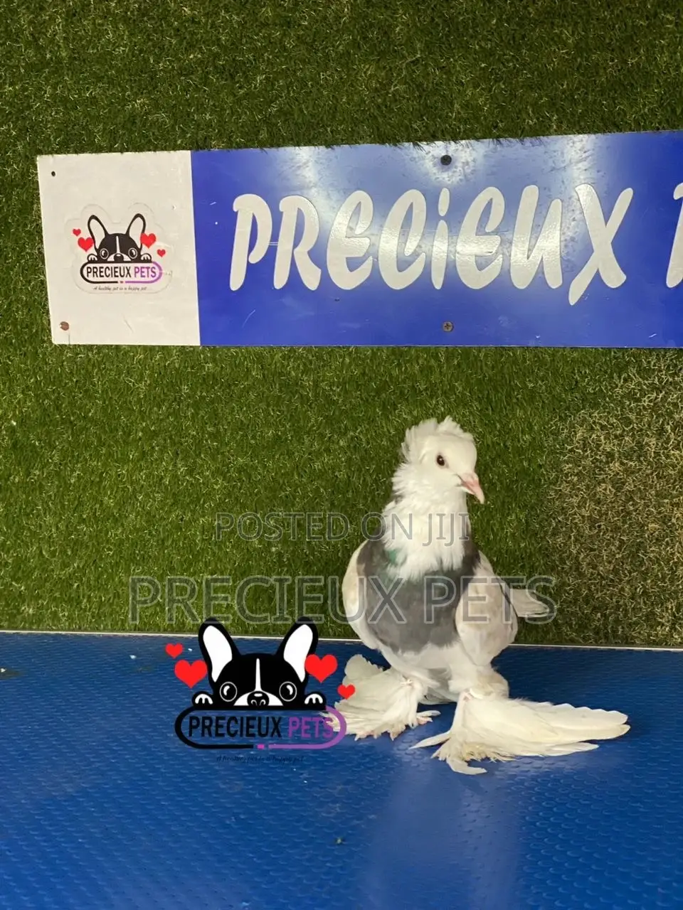 Gaint Hungarian House Pigeons