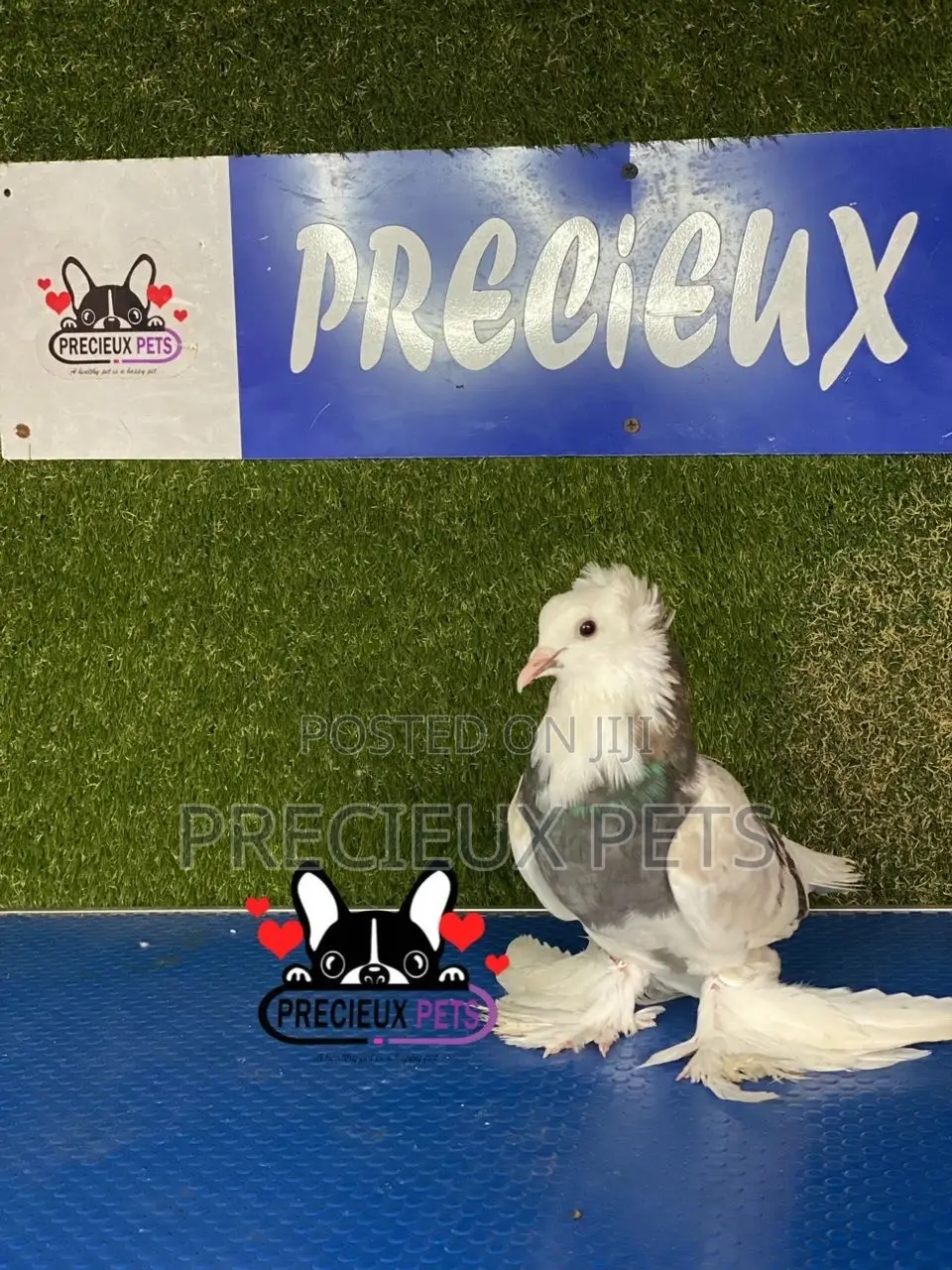 Gaint Hungarian House Pigeons