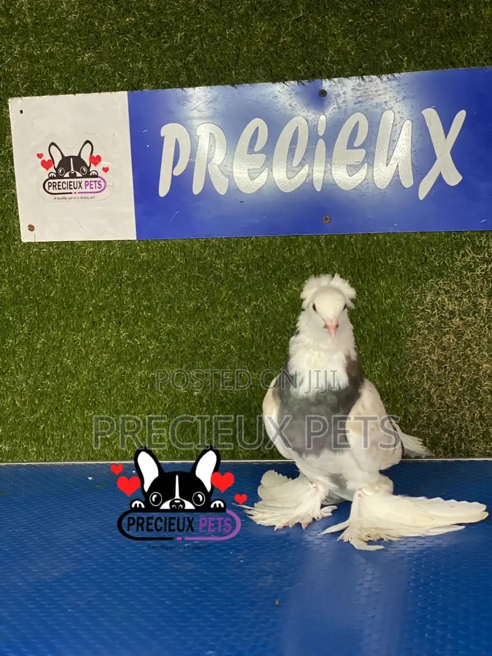 Gaint Hungarian House Pigeons