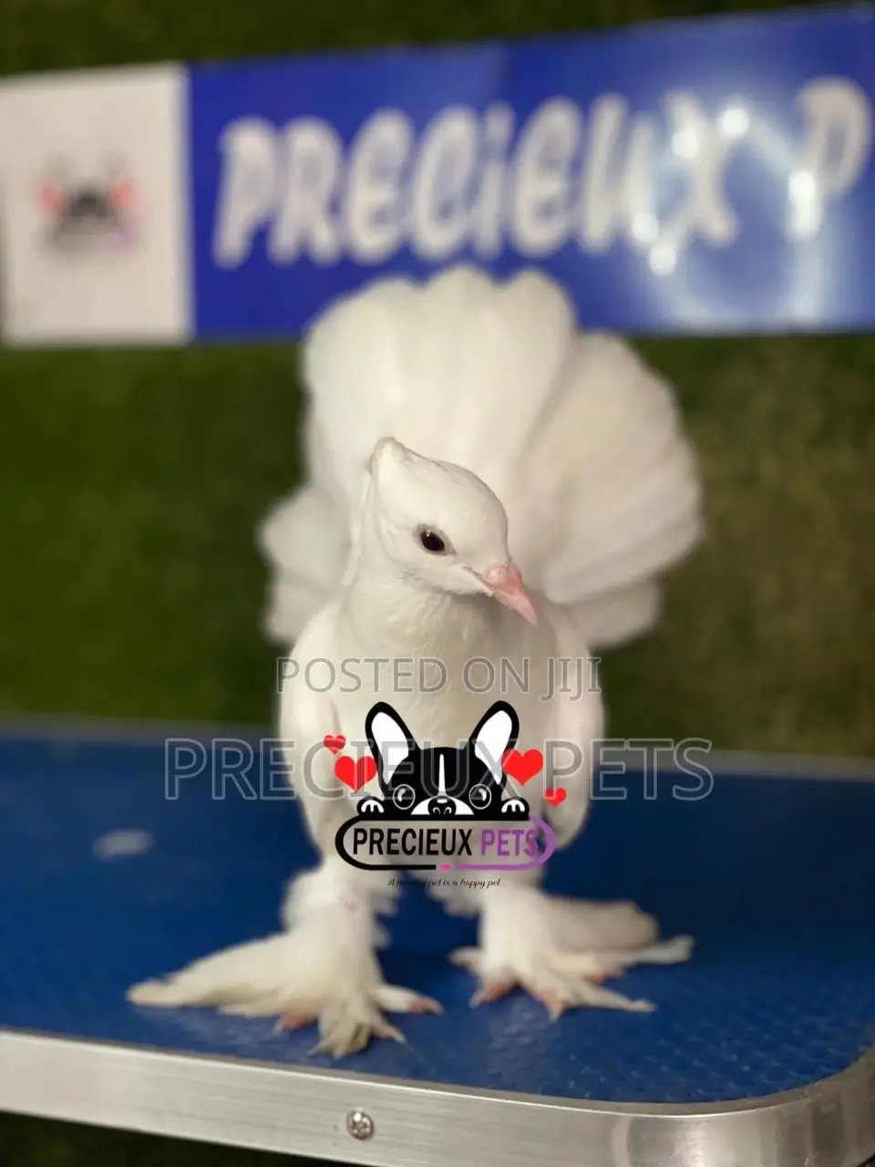 1 Pair of Indian Fantail Pigeons #0001