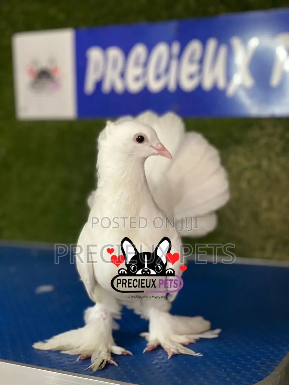 1 Pair of Indian Fantail Pigeons #0001