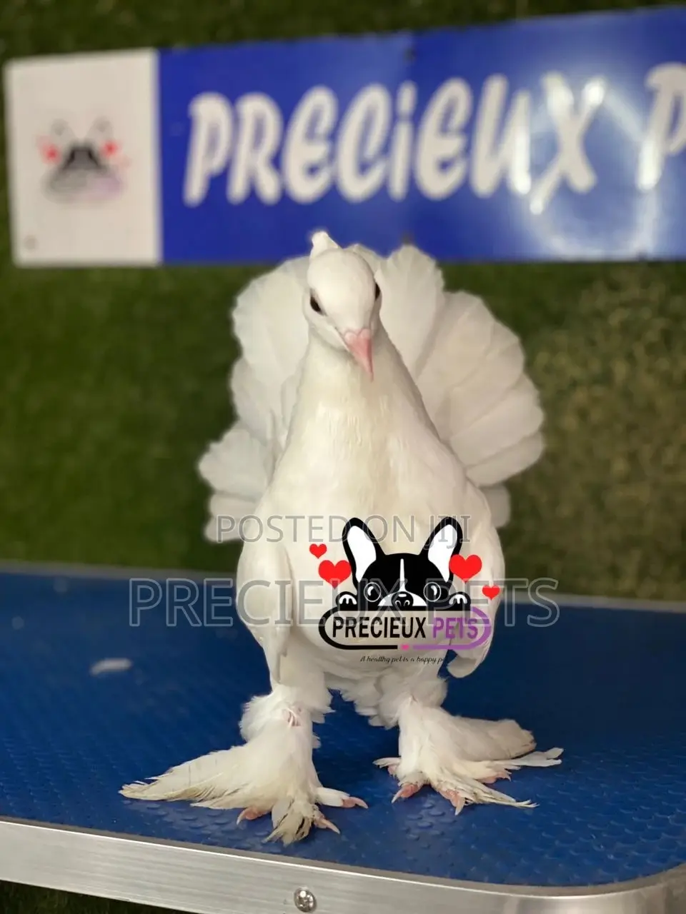 1 Pair of Indian Fantail Pigeons #0001