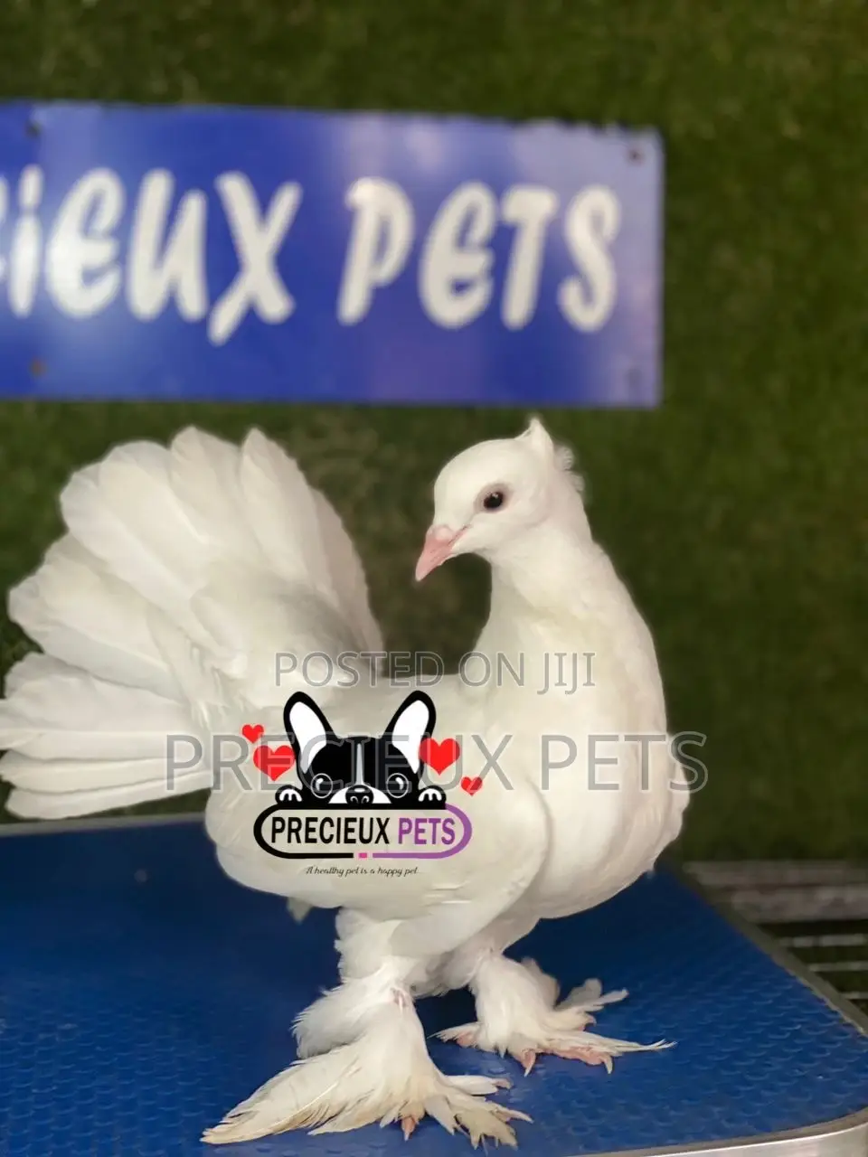 1 Pair of Indian Fantail Pigeons #0001