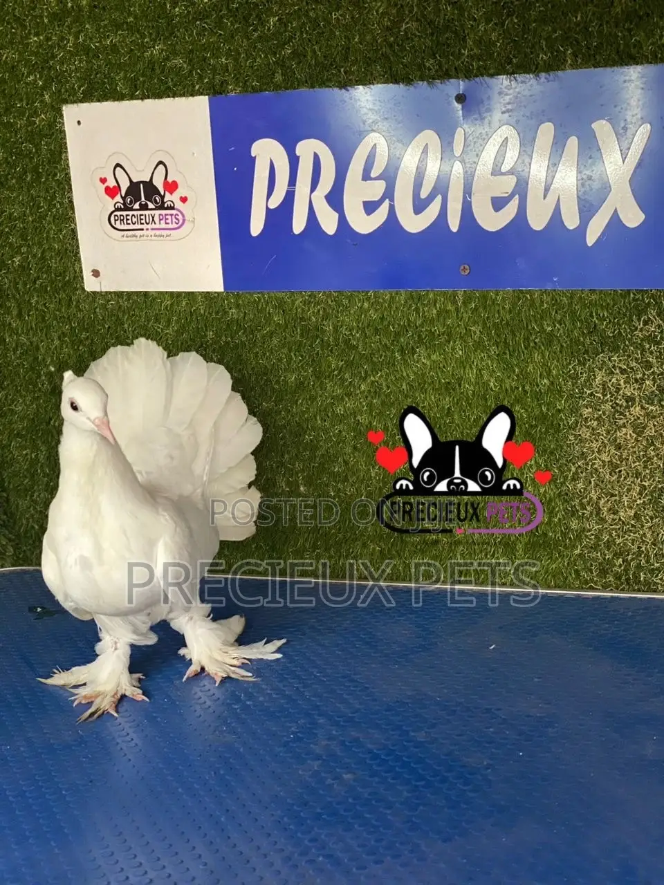 1 Pair of Indian Fantail Pigeons #0001