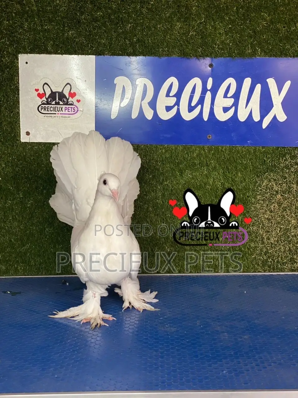 1 Pair of Indian Fantail Pigeons #0001
