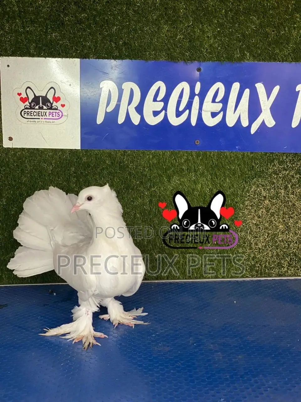 1 Pair of Indian Fantail Pigeons #0001