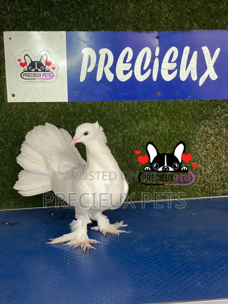 1 Pair of Indian Fantail Pigeons #0001