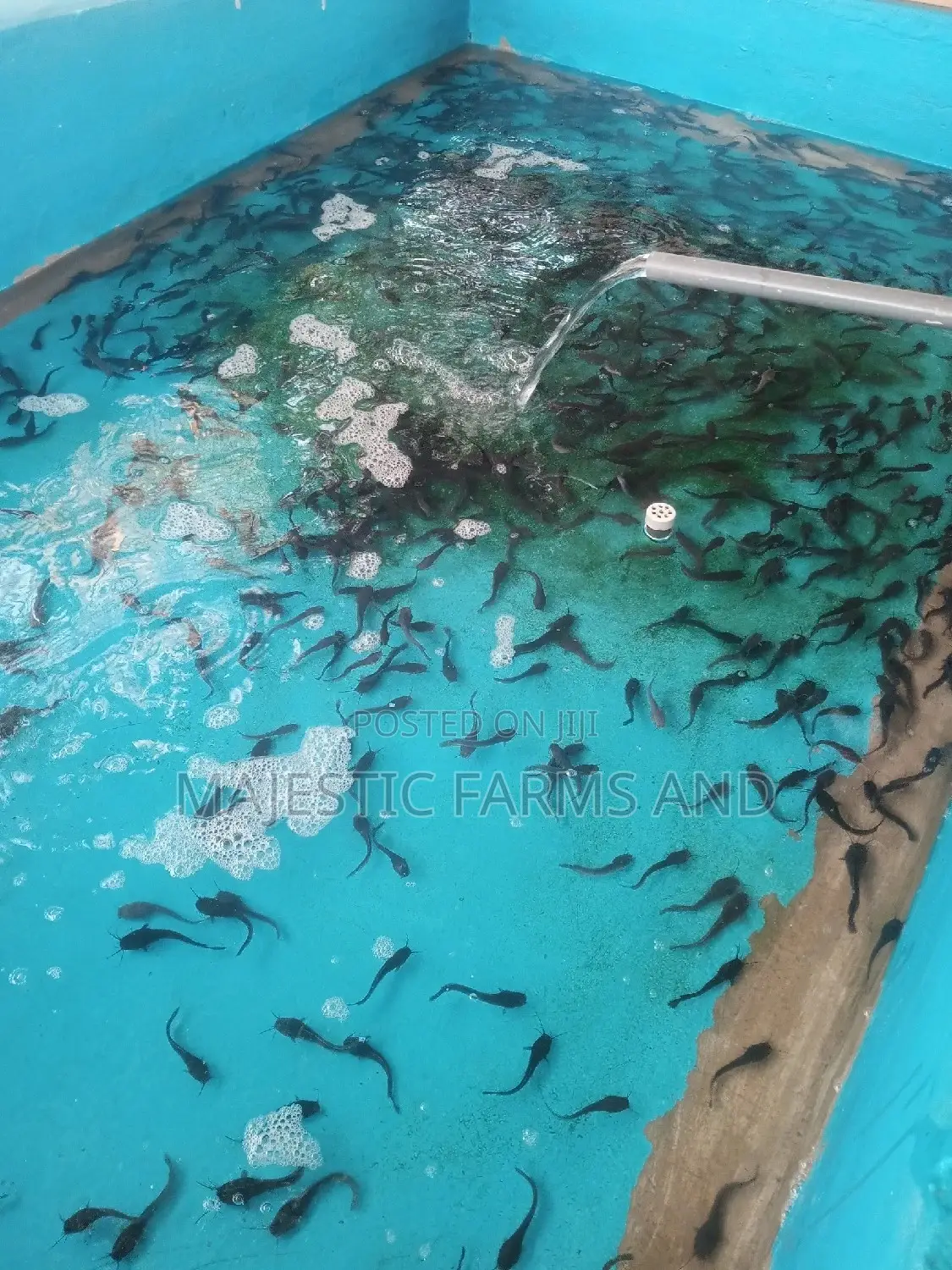 Catfish Fingerlings And Juveniles For Sale