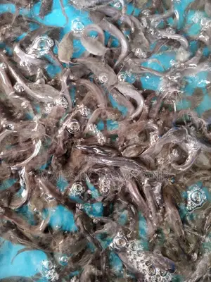 Catfish Fingerlings And Juveniles For Sale