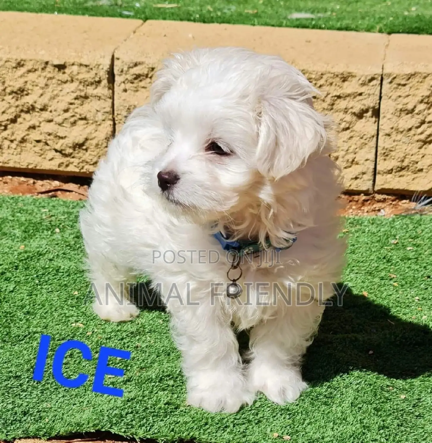 1-3 months Male Purebred Poodle
