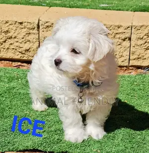 1-3 months Male Purebred Poodle