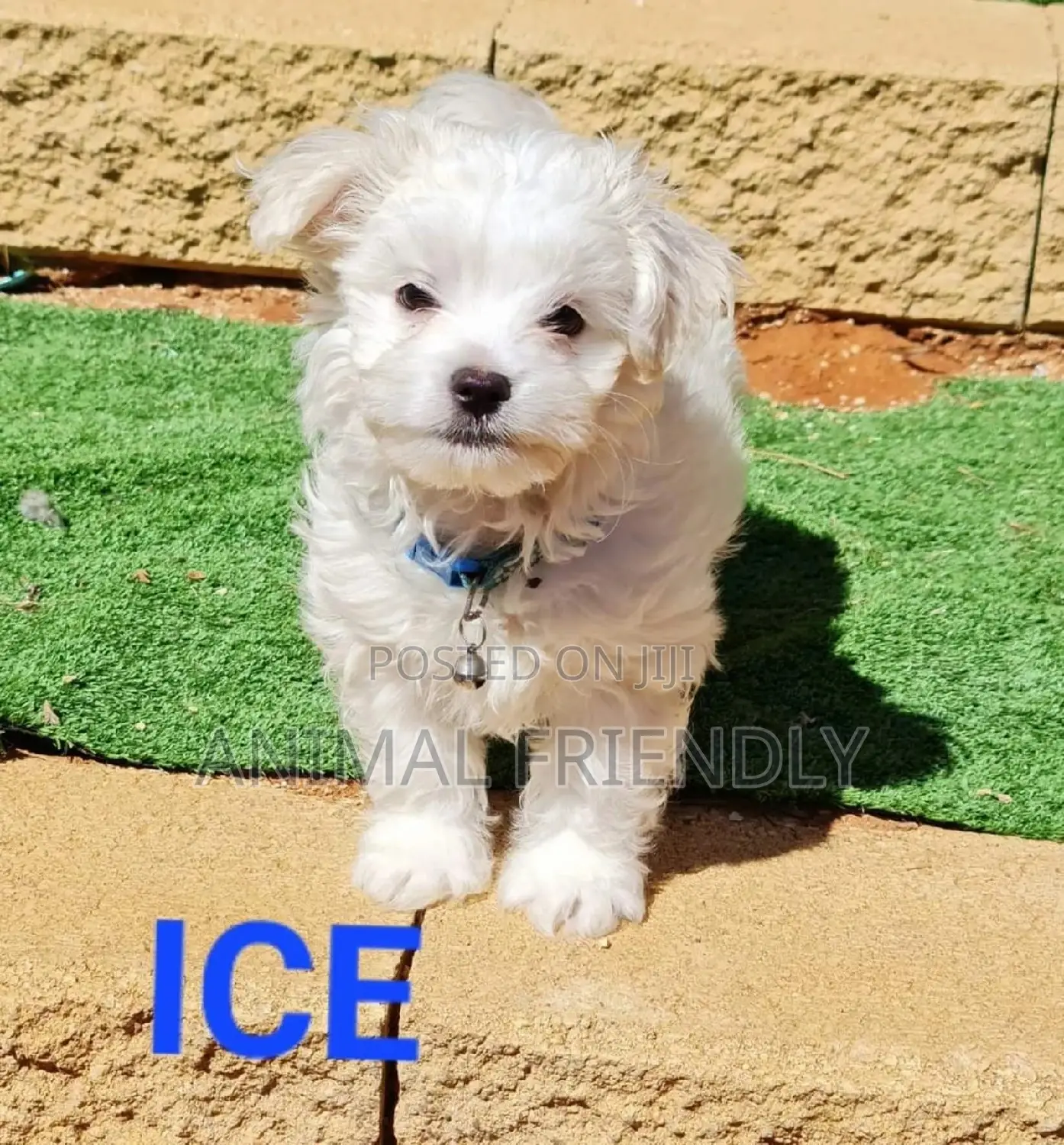 1-3 months Male Purebred Poodle
