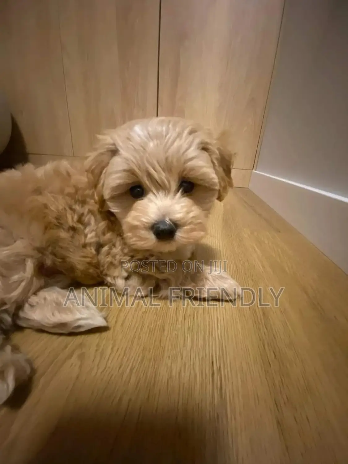 1-3 months Male Purebred Maltese