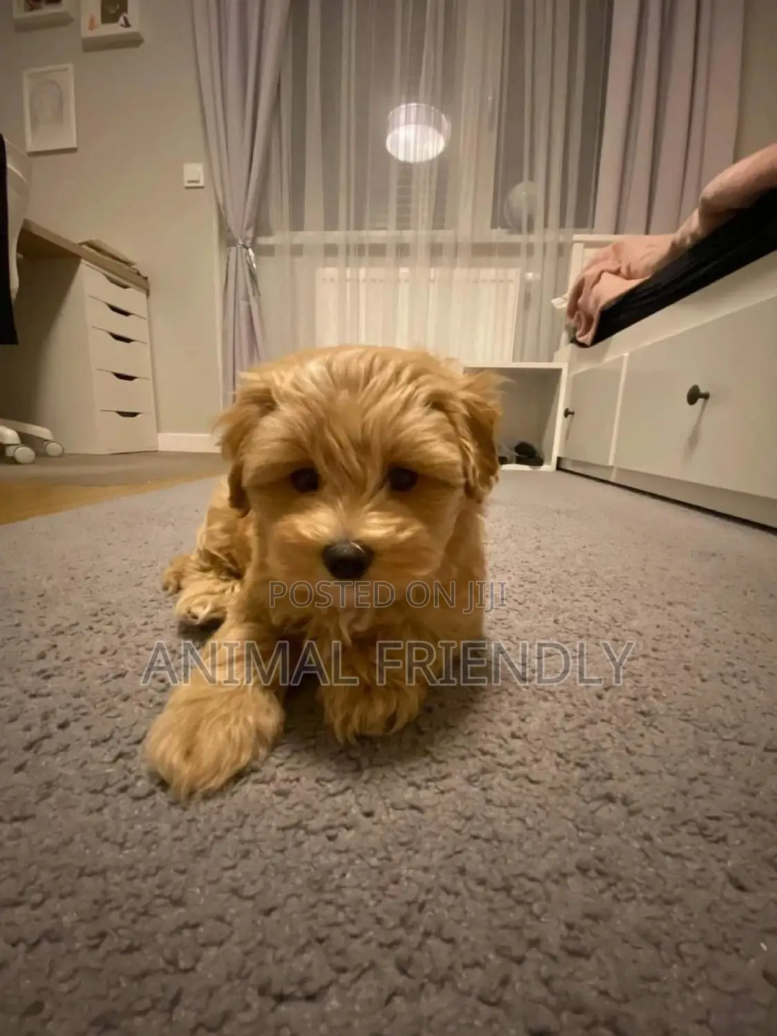 1-3 months Male Purebred Maltese