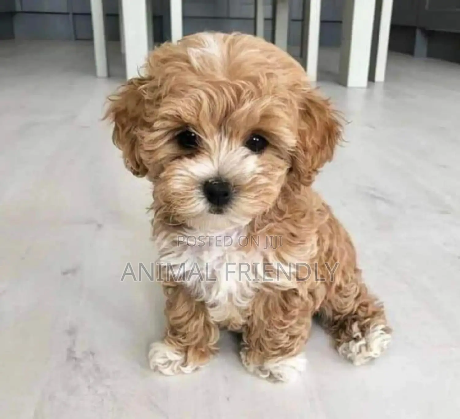 1-3 months Male Purebred Poodle