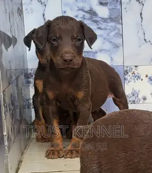 1-3 months Male Purebred Doberman Pinscher