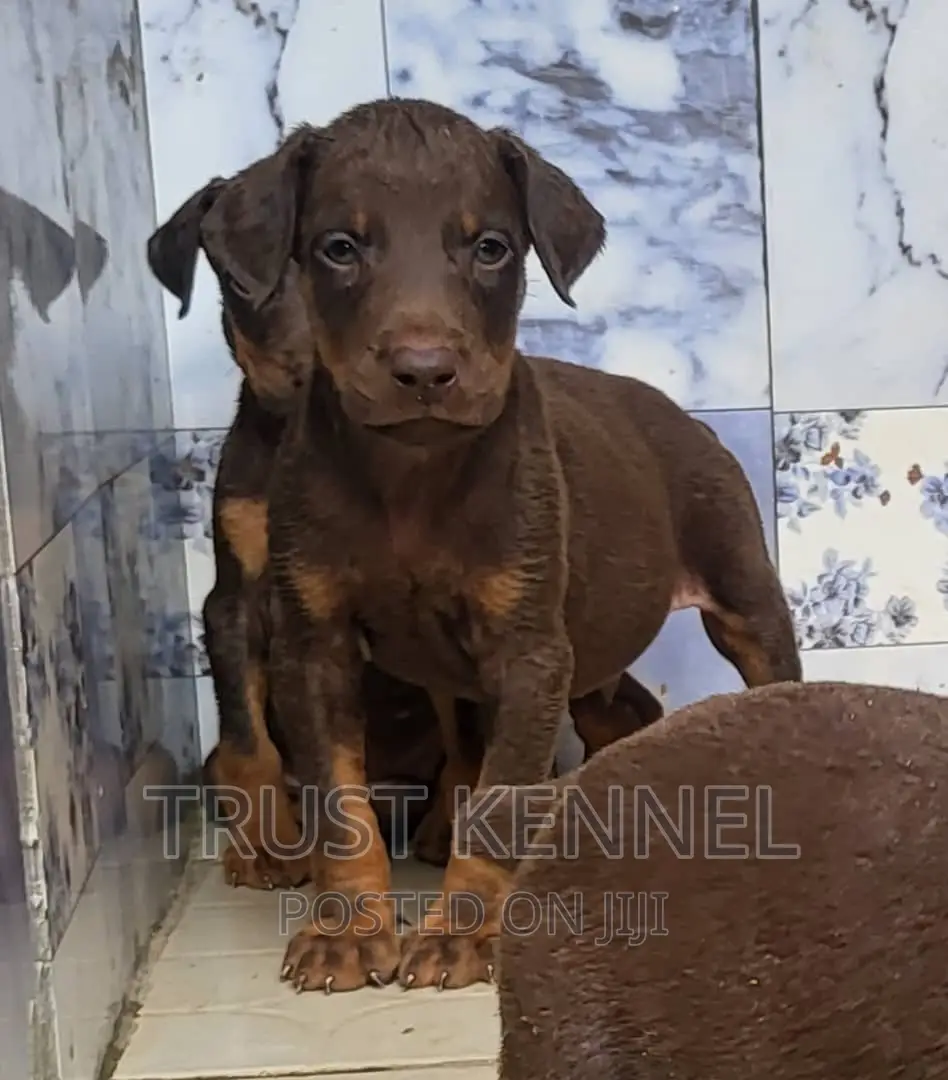 1-3 months Male Purebred Doberman Pinscher