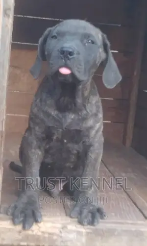 3-6 months Male Purebred Boerboel