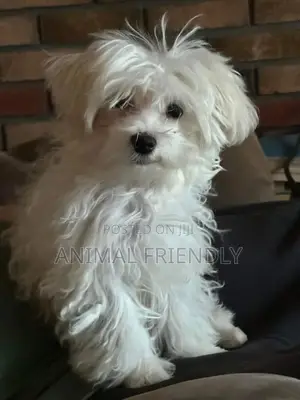 1-3 months Male Purebred Maltese