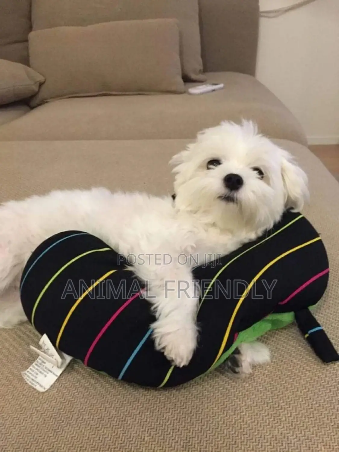1-3 months Male Purebred Maltese