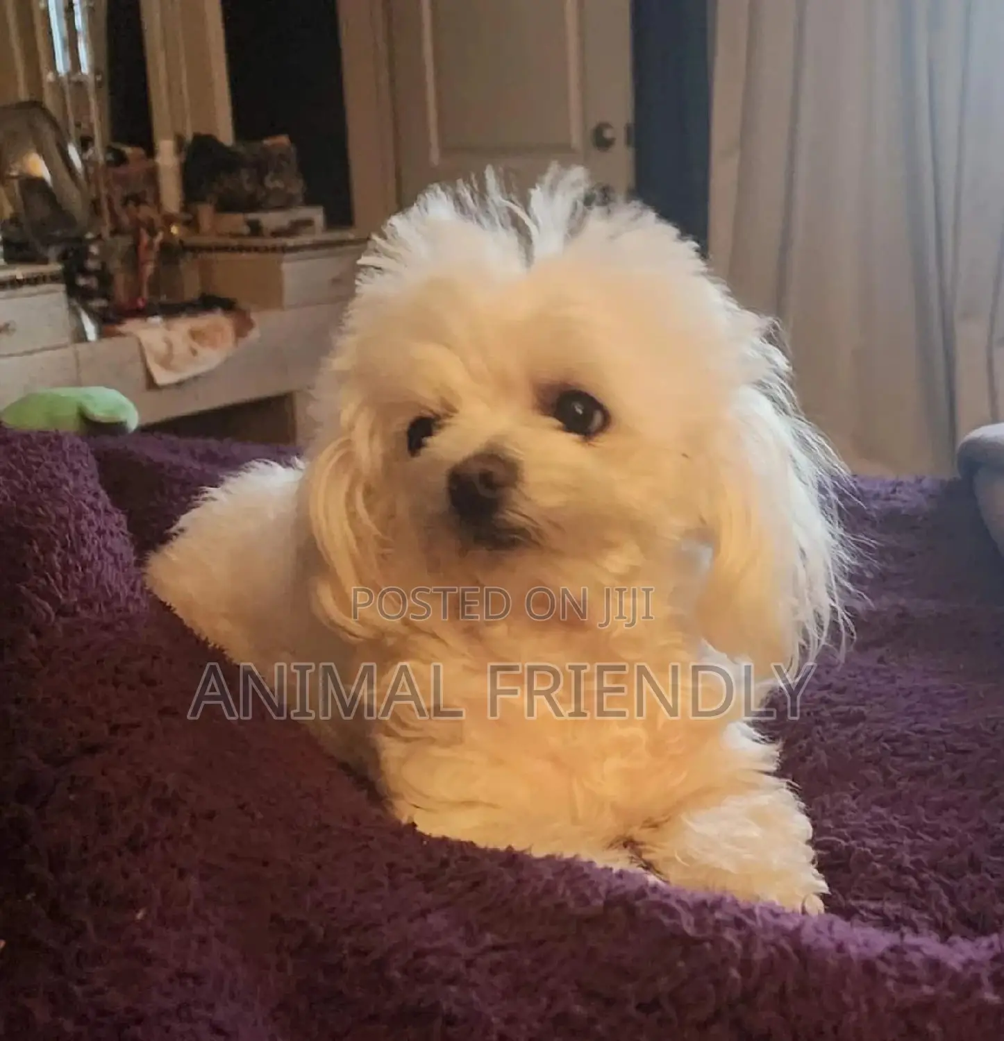 1-3 months Female Purebred Maltese