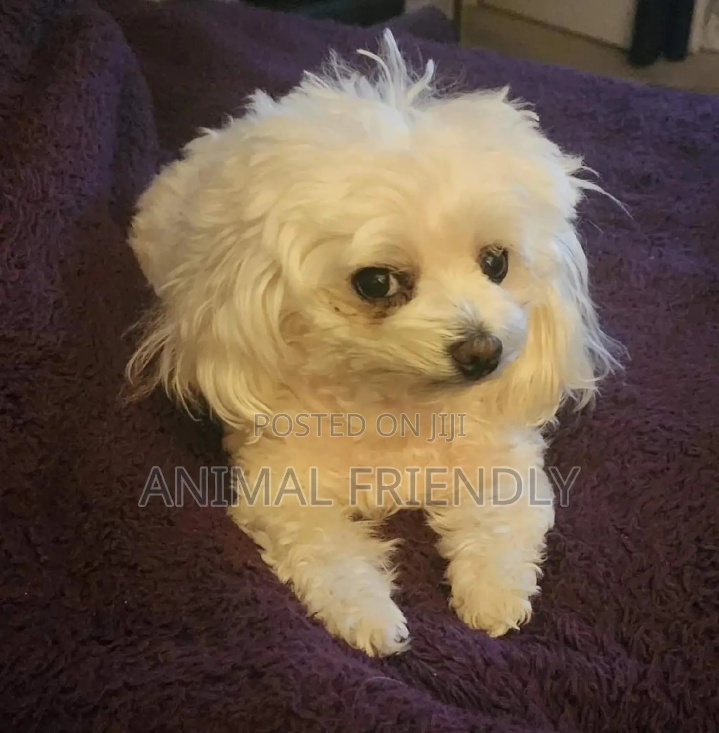 1-3 months Male Purebred Maltese