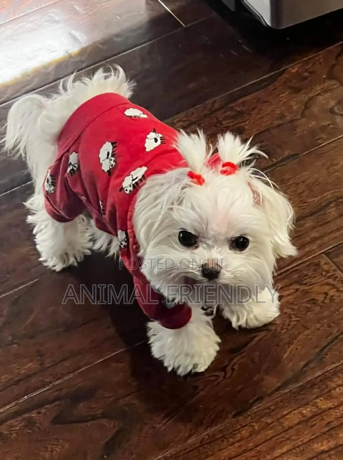 1-3 months Male Purebred Maltese